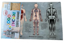 Jogo de encaixe - Corpo Humano